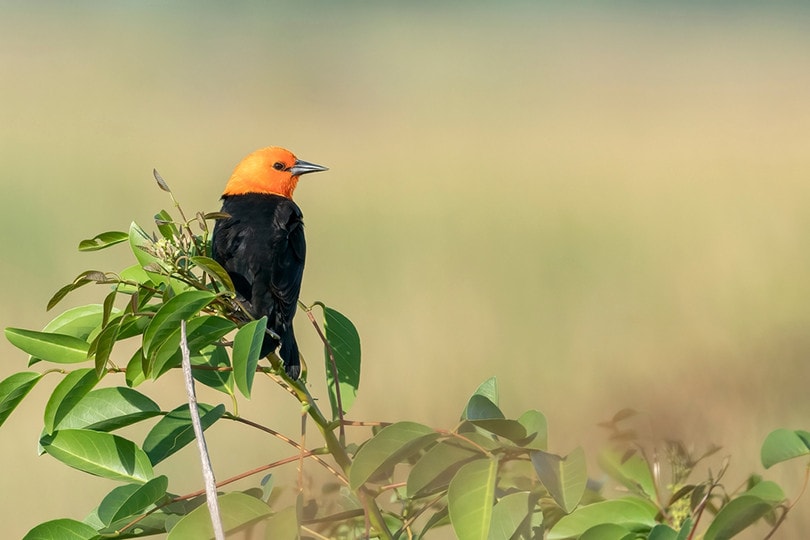 Scarlet headed Blackbird