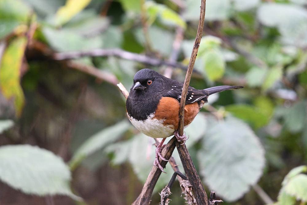 Spotted Towhee perched