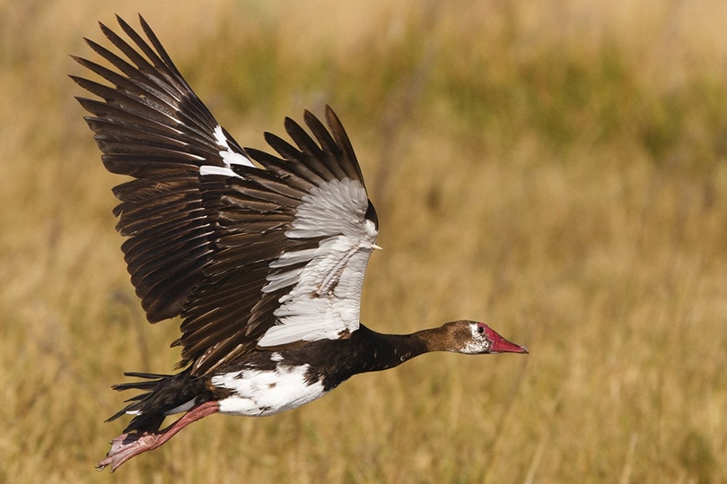 Spur-Winged Goose
