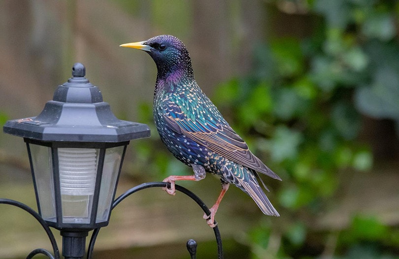 Starlings
