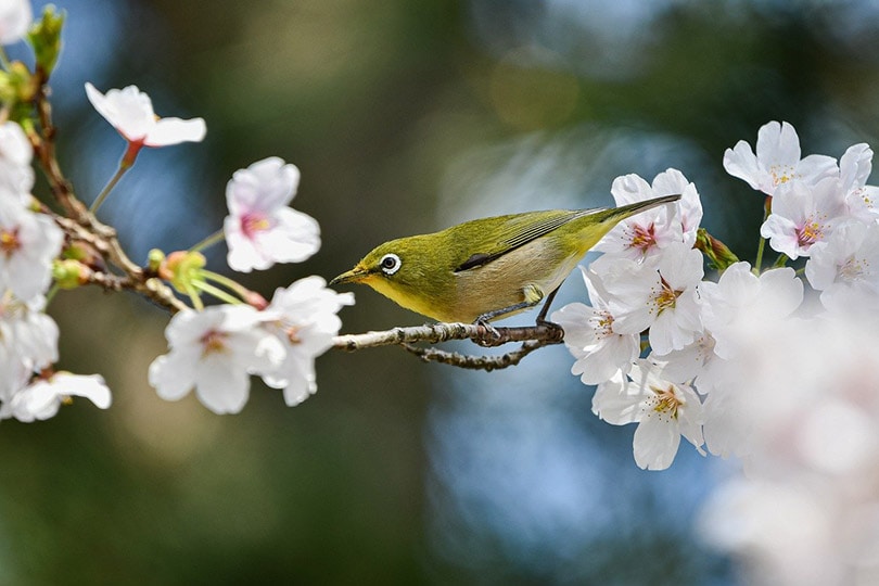 Warbling White-Eye bird on plant stem