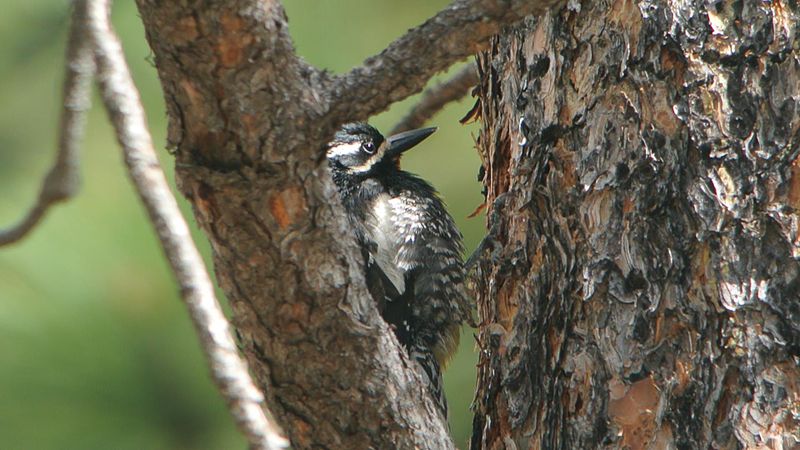 Williamson's Sapsucker (male)