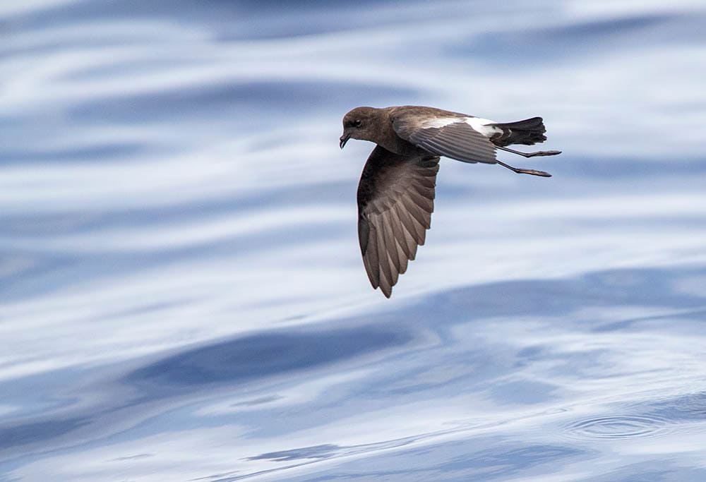 Wilson's Storm Petrel flying