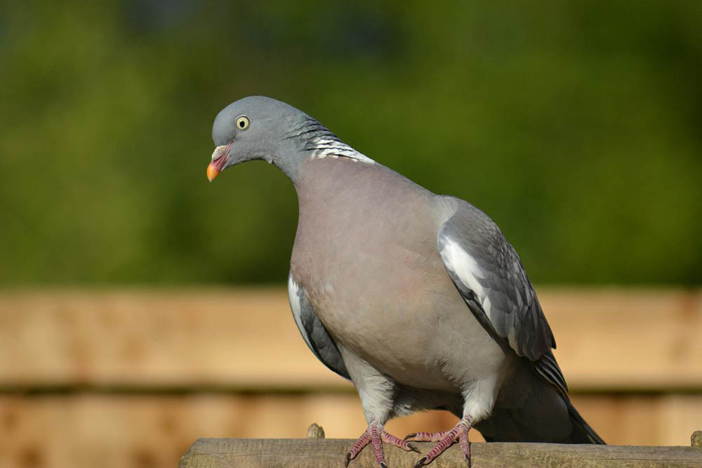 Woodpigeon