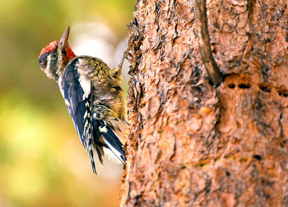 Yellow-Bellied Sapsucker