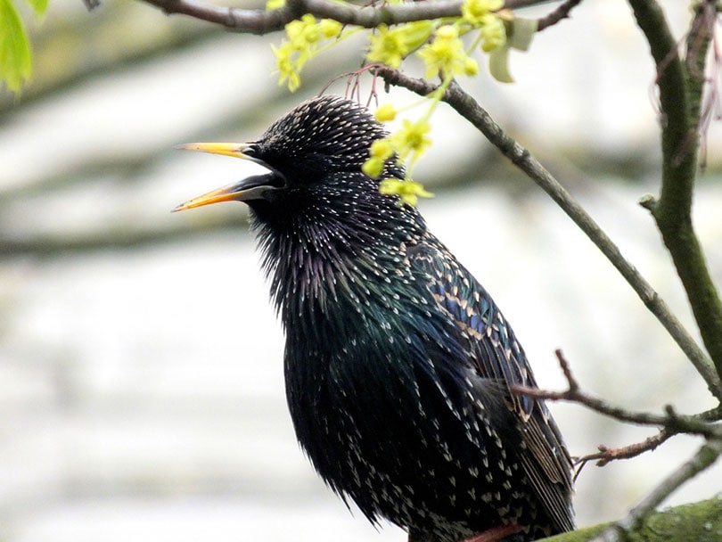 a bird chirping