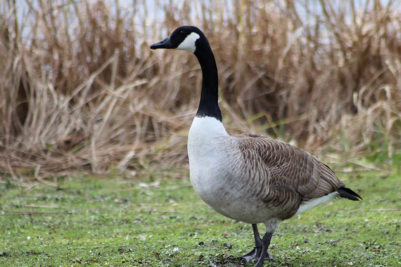 a canada goose on the backyard