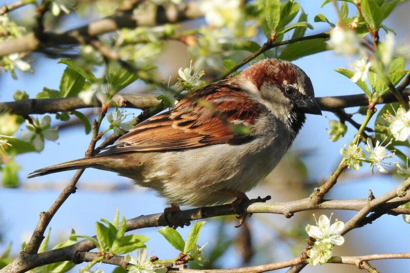 a house sparrow on a tree branch
