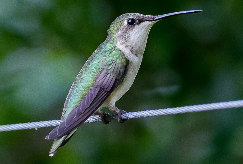 a hummingbird on a rope