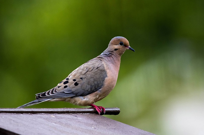 a mourning dove bird on a birdhouse