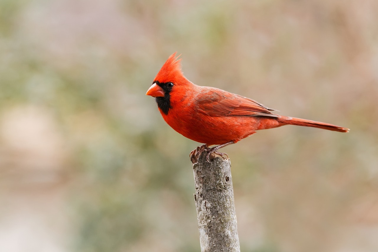 a northern cardinal bird on a tree trunk