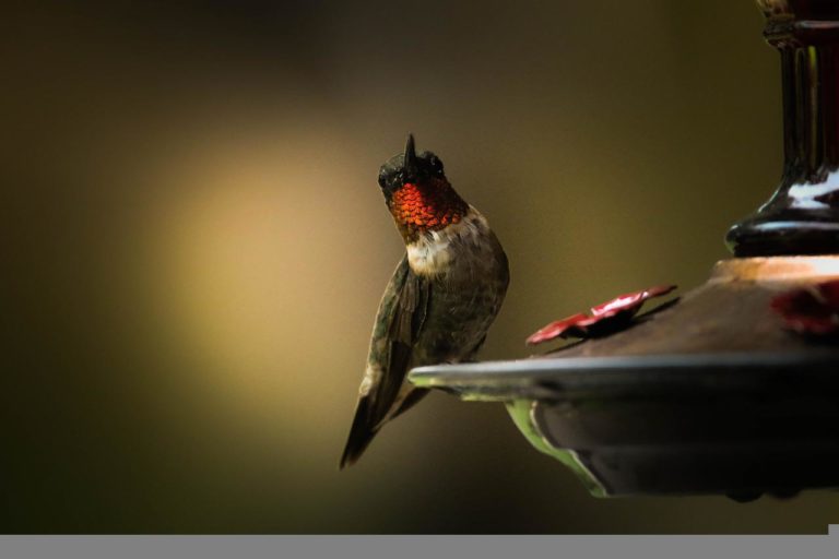 8 Types of Hummingbirds in Nebraska (With Pictures) Optics Mag