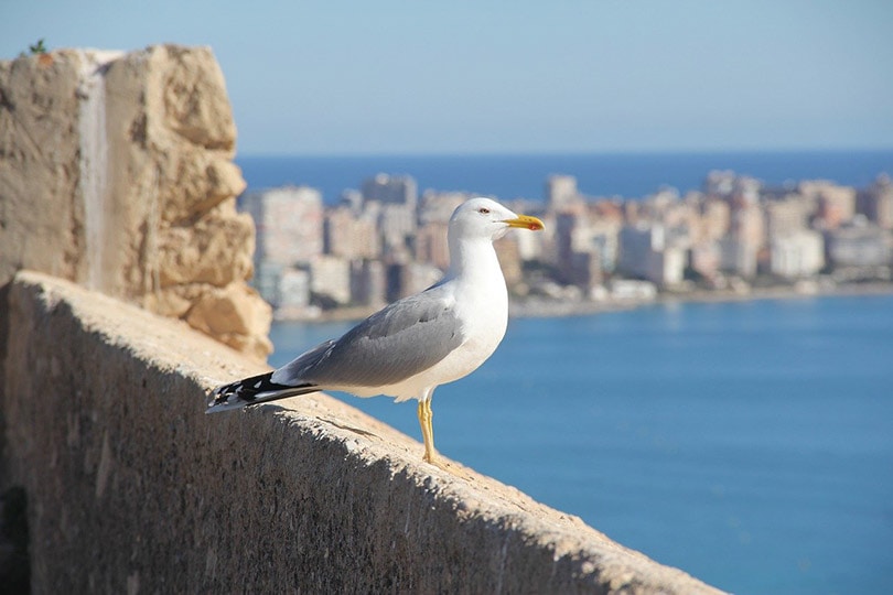 a seagull bird looking at the sea