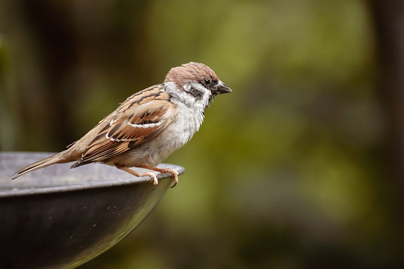 a sparrow bird perching on a bird bath