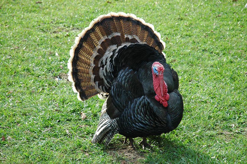 a turkey bird on grass