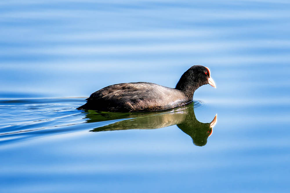american coot in the water