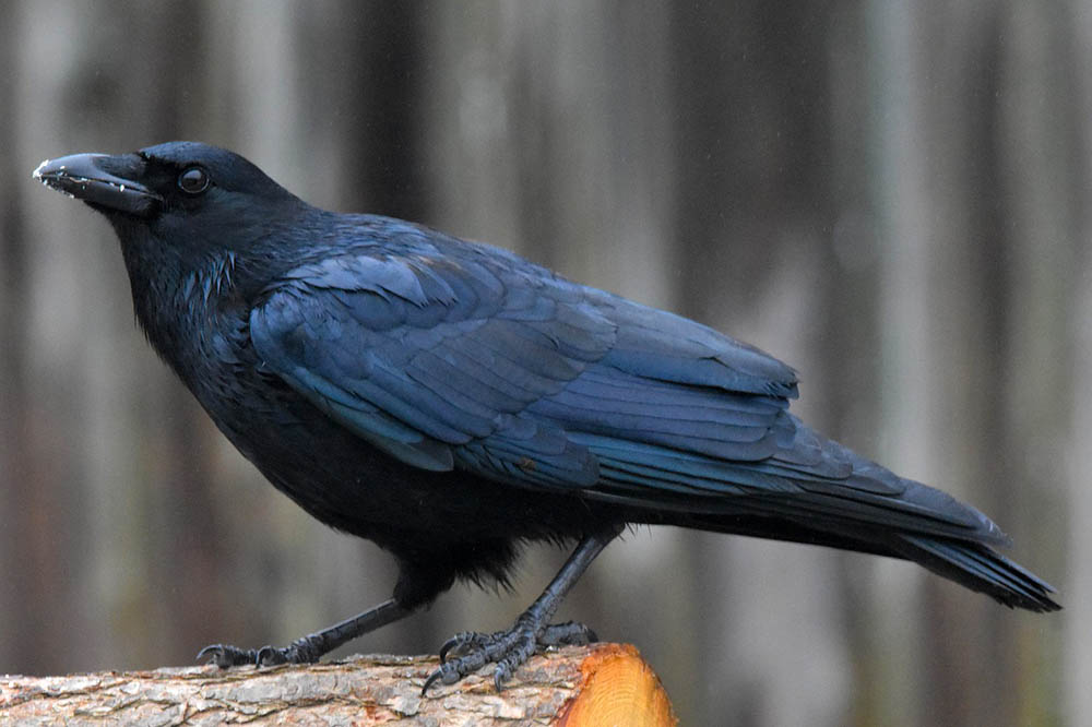american crow perched on a log