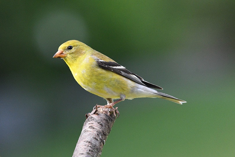 american goldfinch perching on a tree branch