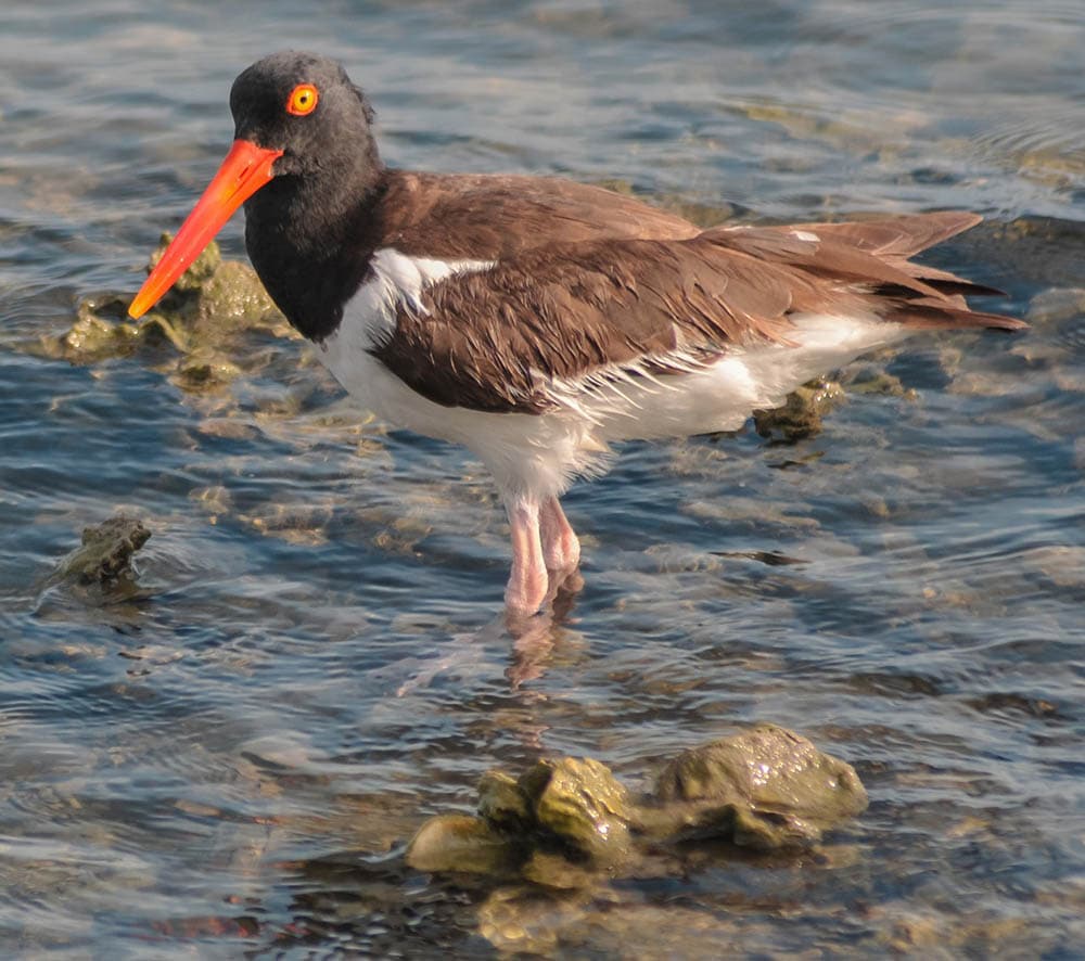 american oystercatcher on the water
