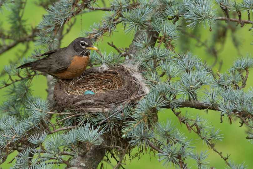 american robin on her nest