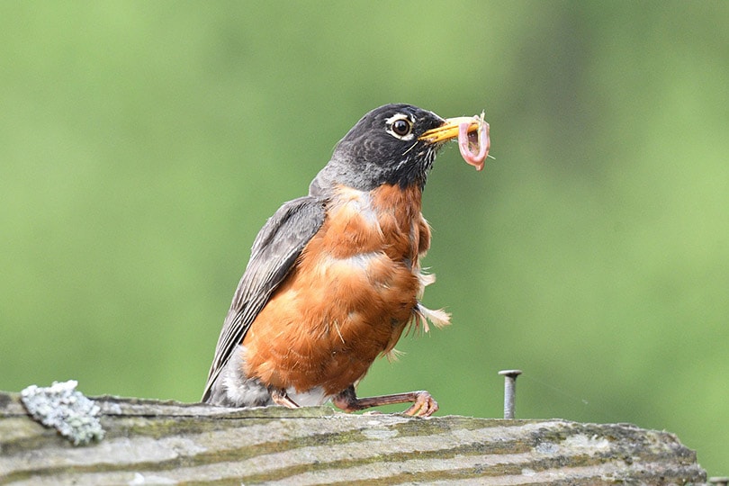 american robin perched on a wood eating worm