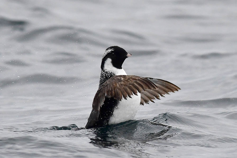 Ancient Murrelet in the water