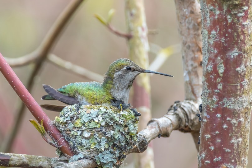 anna's hummingbird in the nest