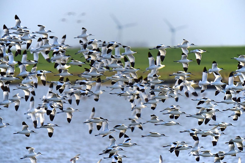 avocet birds migrating