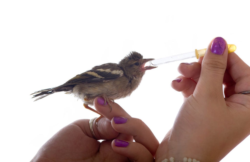 Do Baby Birds Drink Water? What You Need To Know! Optics Mag