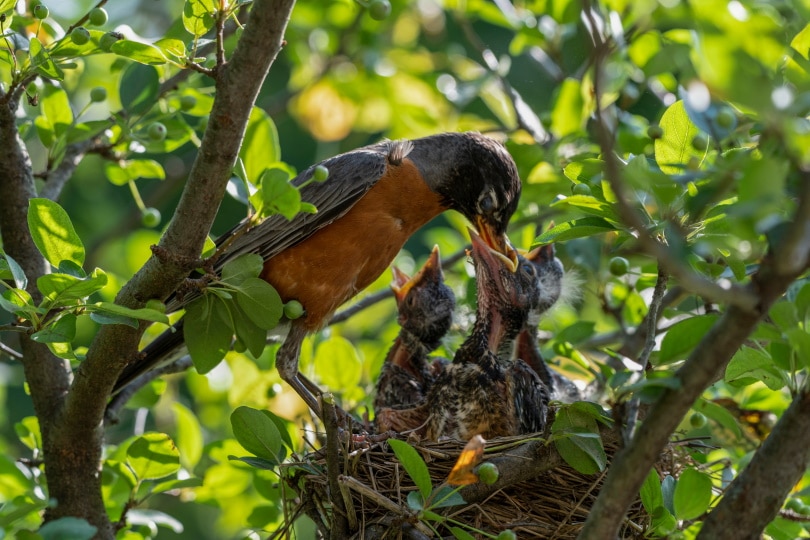 baby birds in hte nest
