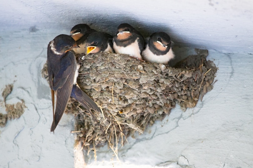 barn swallow bird's nest