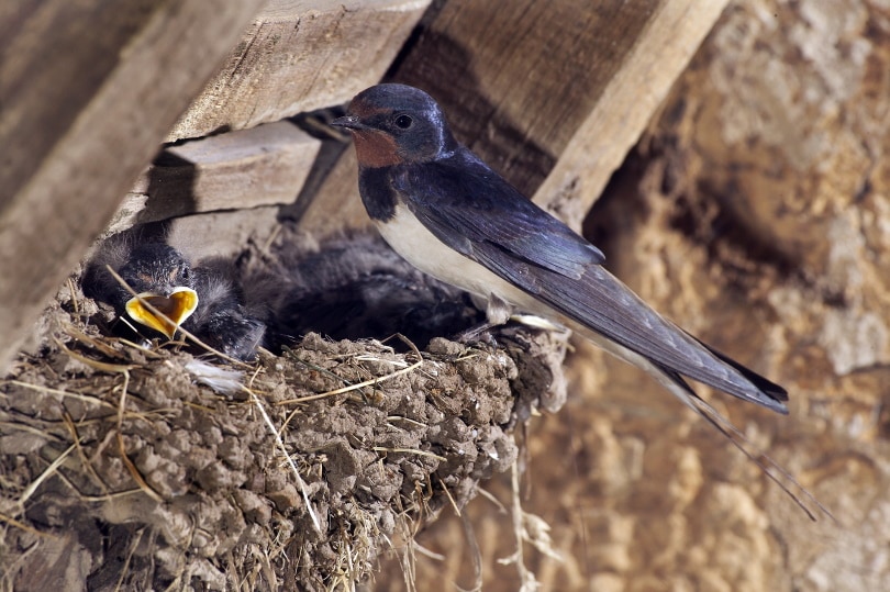 barn swallow on the nest