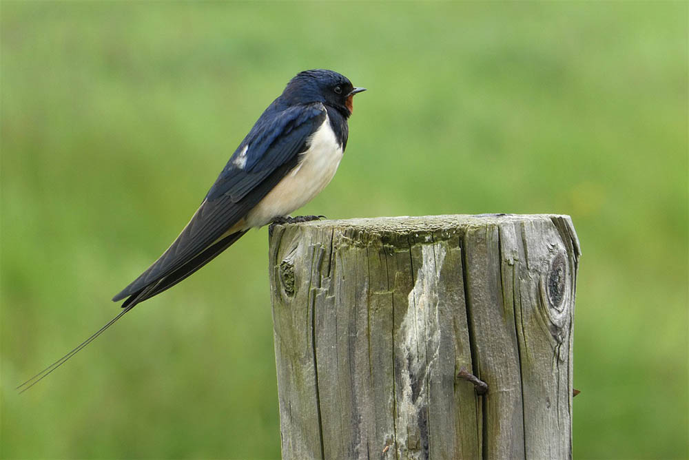barn swallow perched