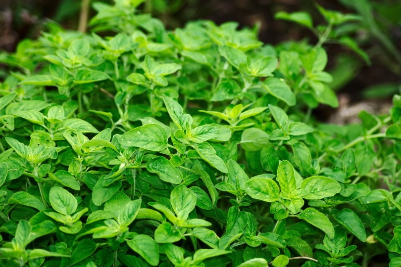 basil plant