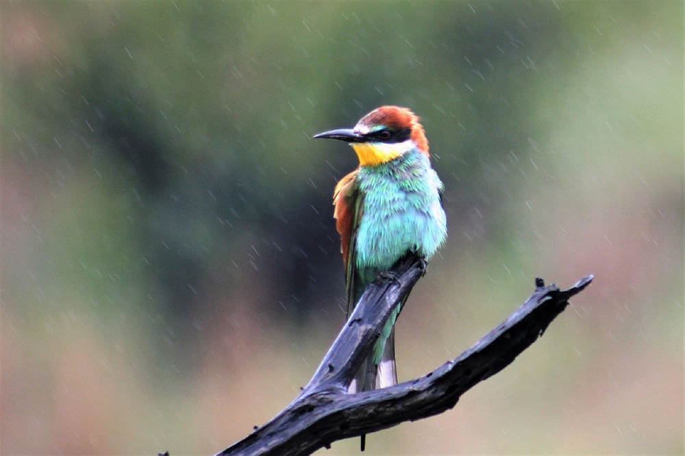 bee-eater bird perched while raining