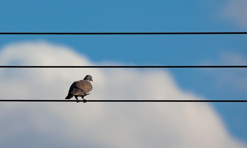bird Power line