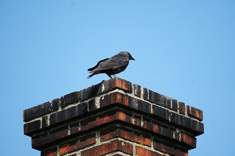 bird chimney