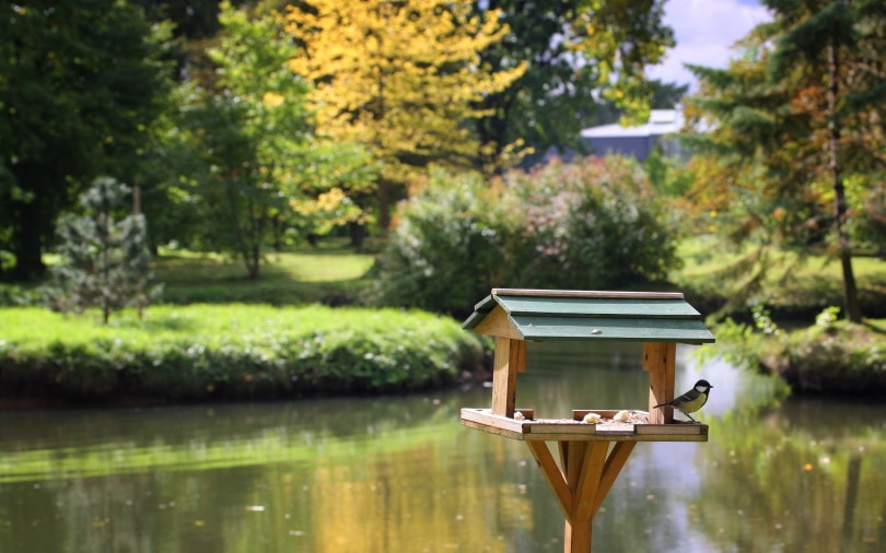 bird feeder near pond