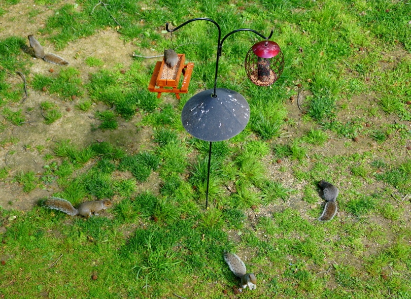 bird feeder