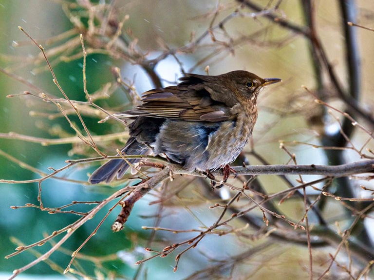 Why Do Birds Puff Up Their Feathers? 9 Reasons for this Behavior