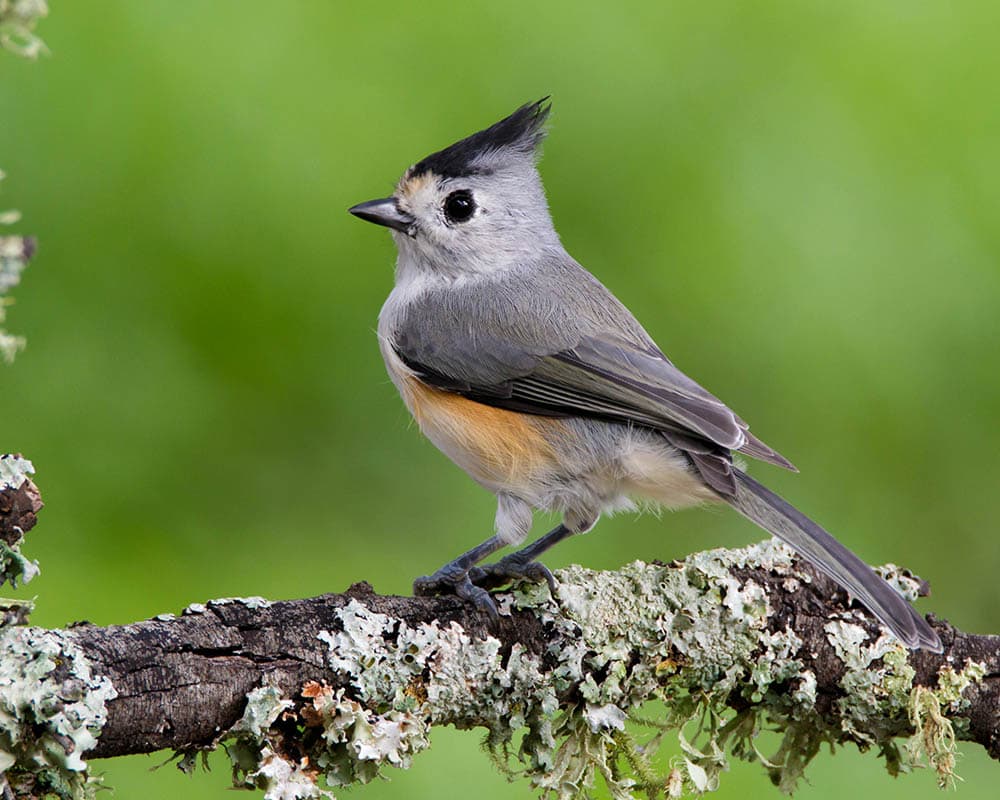 black-crested titmouse perched