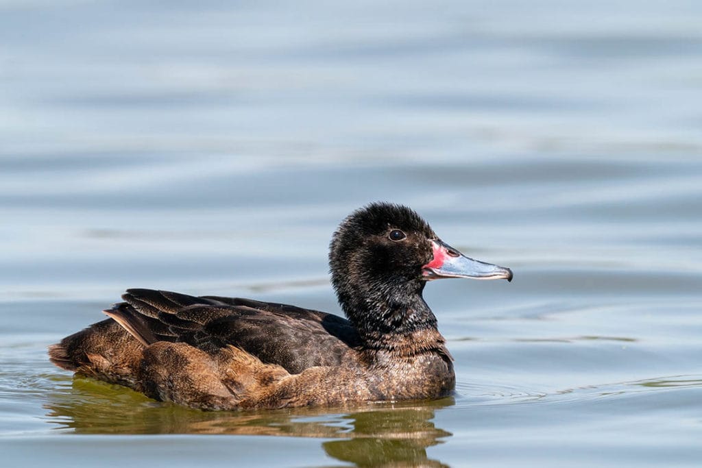 Black-headed duck in the water
