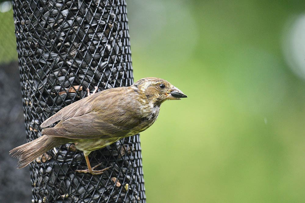 black-headed grosbeak eating