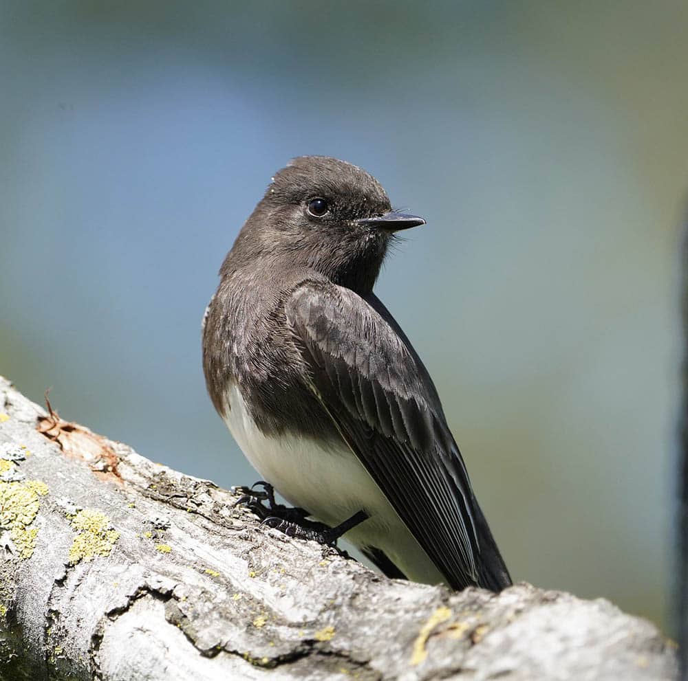 black phoebe perched