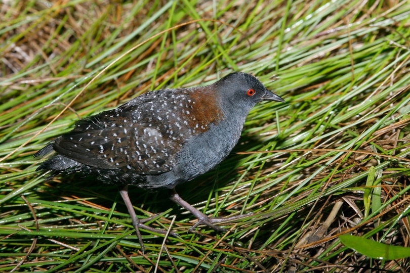 black rail bird