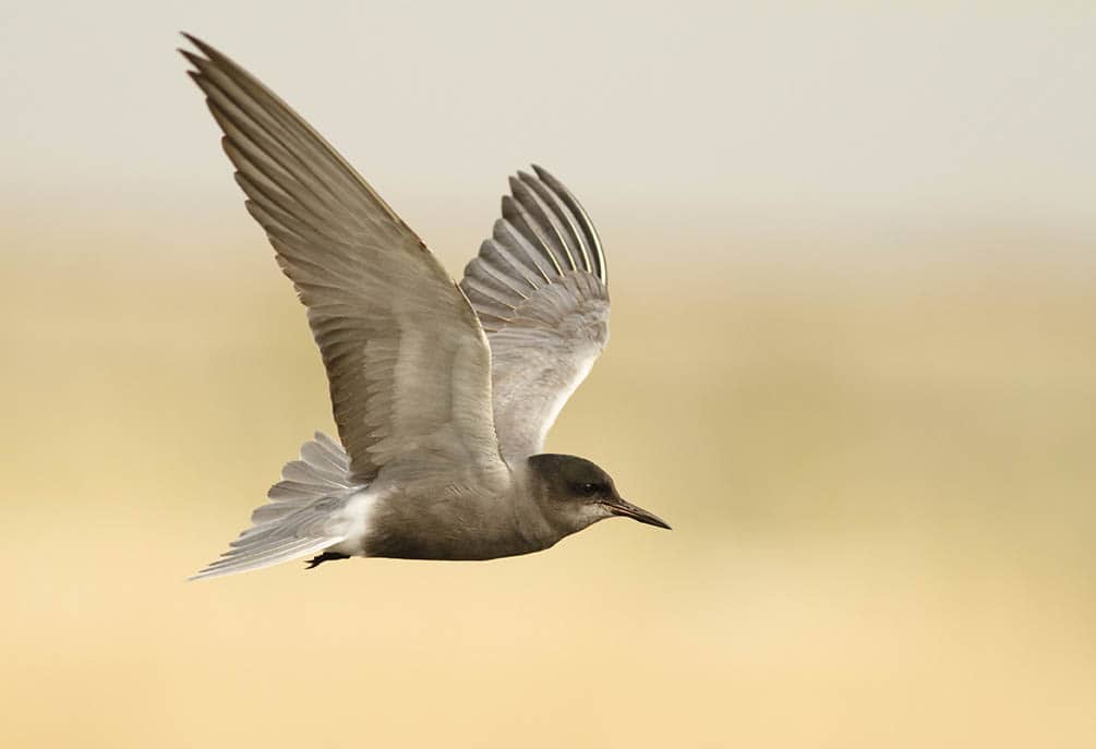 Black Tern flying