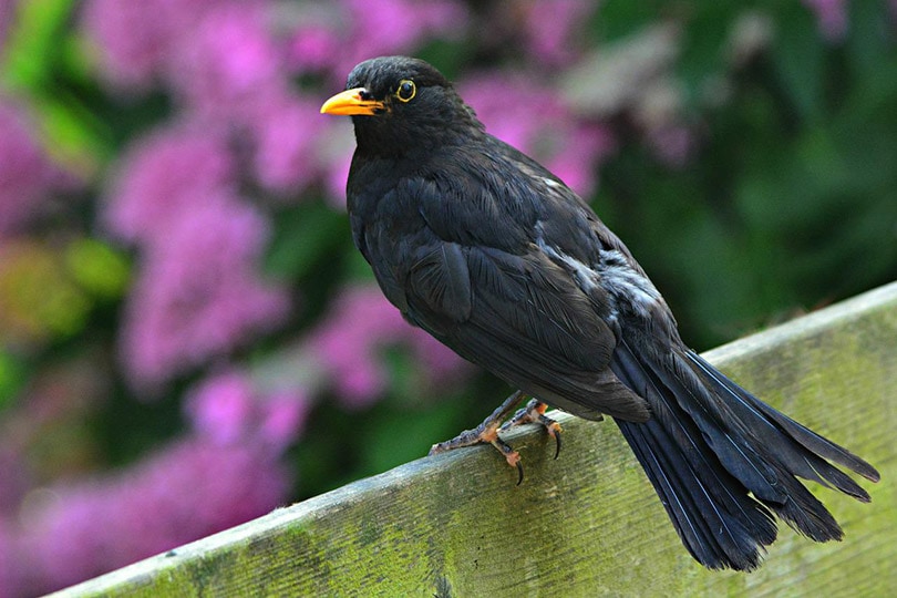 blackbird perching on wooden fence