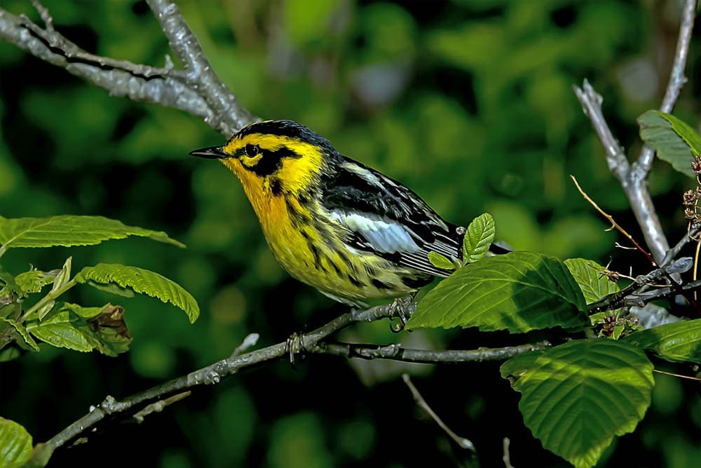 blackburnian warbler