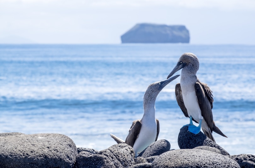 blue footed boobies on the rock