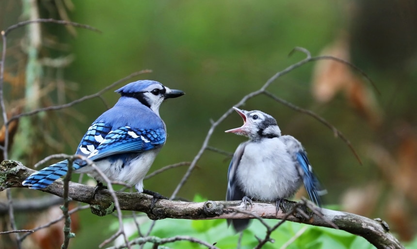 blue jay birds perching